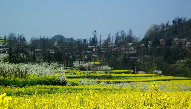 清镇山区油菜花海