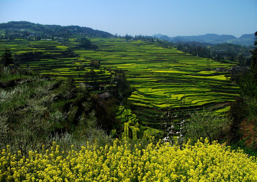 清镇山区油菜花海