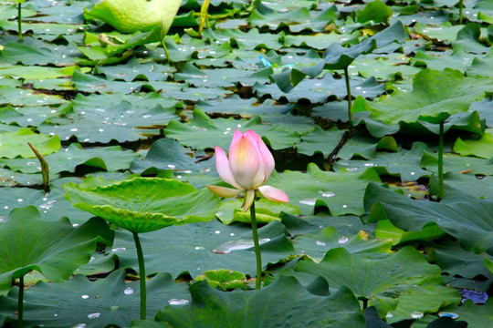 荷花池