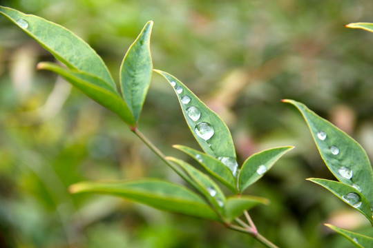 绿茶叶