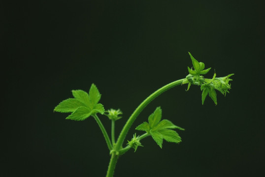 葎草