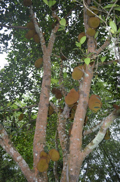 木菠萝树