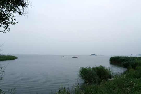 水库 湿地 水面 芦苇