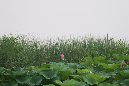 芦苇荷花