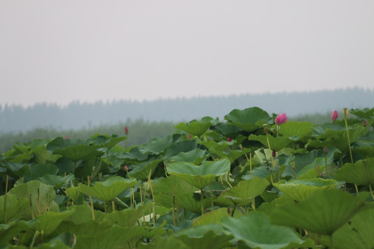 荷花景色