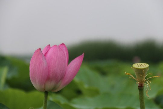 荷花莲蓬