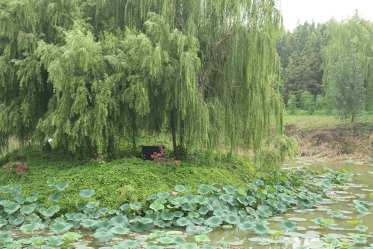 池塘柳树