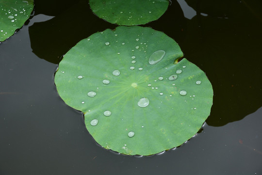 雨荷