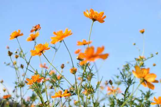 金鸡菊