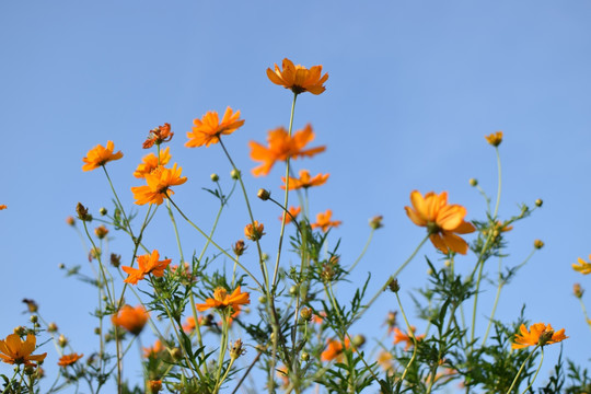 金鸡菊