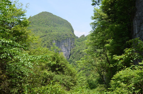 高山绿树成荫