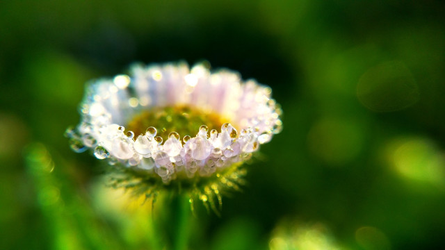 野菊