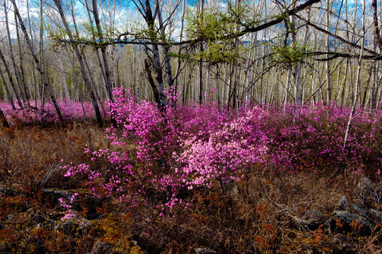 杜鹃花