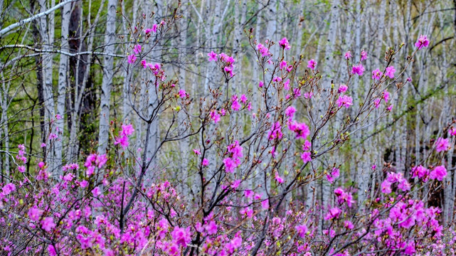 杜鹃花