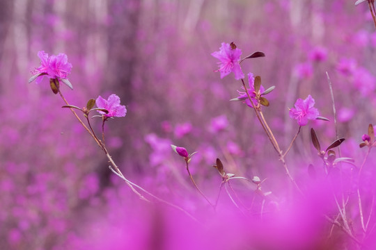 杜鹃花