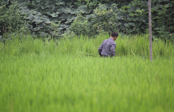 除草 拔稗草