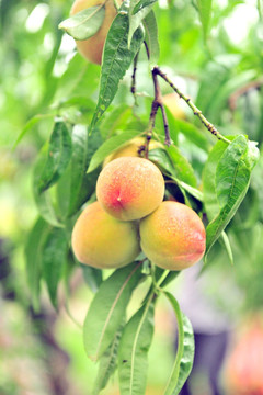桃子 桃树