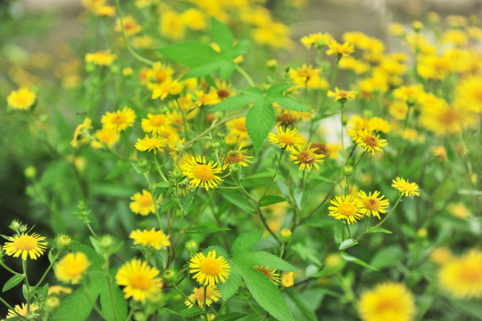 向阳花 绿化花草 绿化带