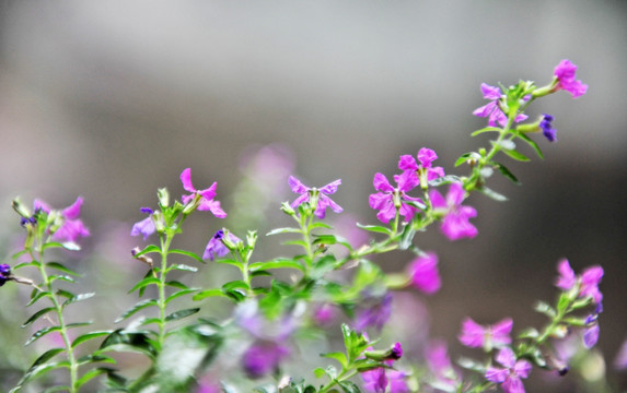 紫色小花 花草