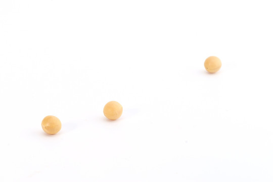 黃豆