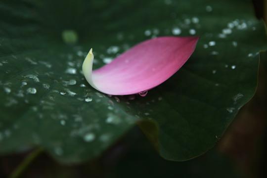 荷花