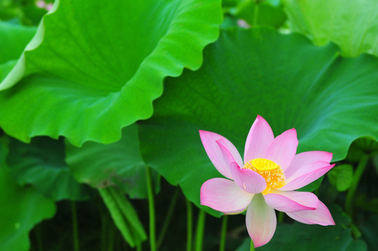 六月荷花 莲花 夏季荷花 莲蓬