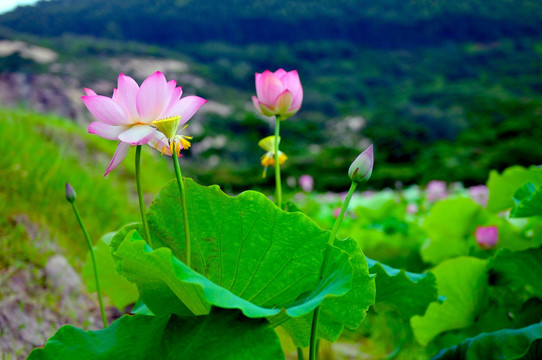 六月荷花 莲花 夏季荷花 莲蓬