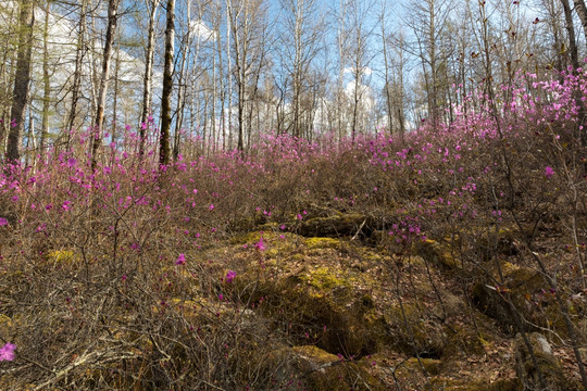 杜鹃花