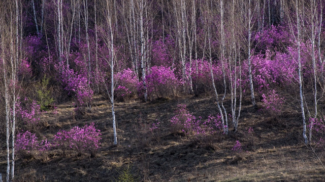 杜鹃花