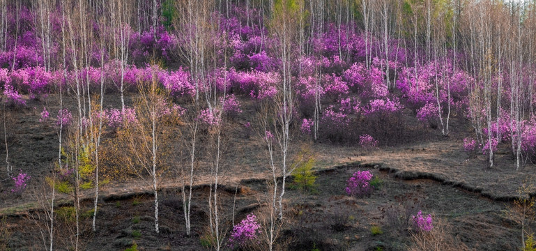 杜鹃花