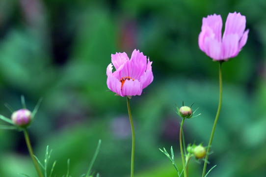 格桑花