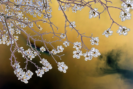 花枝