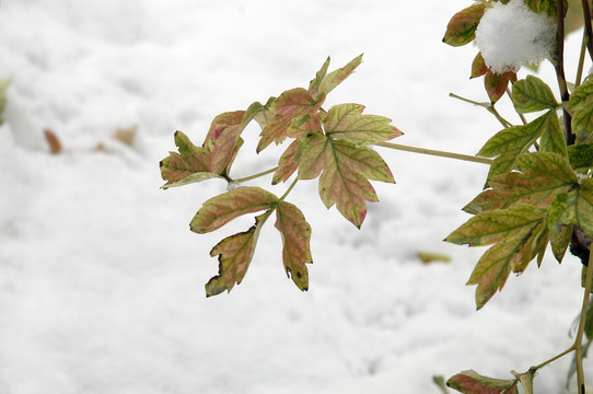 雪中枝叶