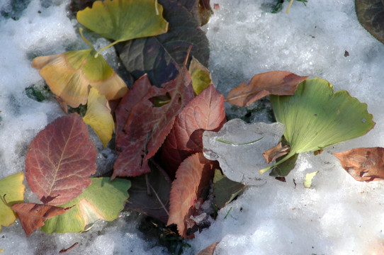 冰雪树叶