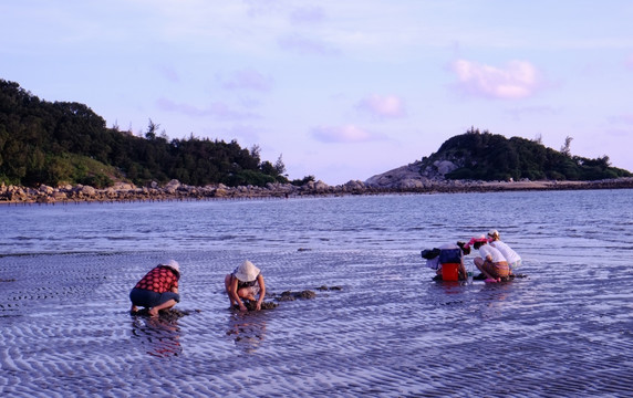 阳西 大树岛