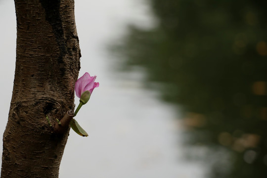 紫荆花