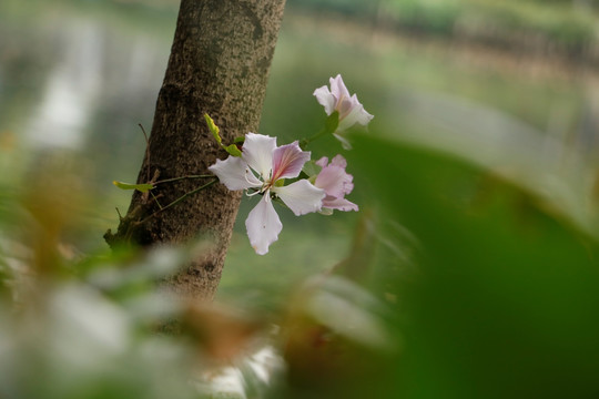 紫荆花