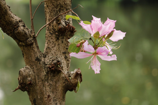 紫荆花