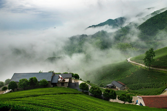 高山茶园