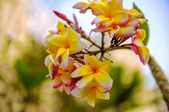 鸡蛋花