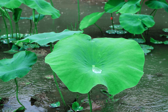 雨中的荷叶