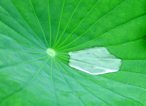 雨中的荷叶