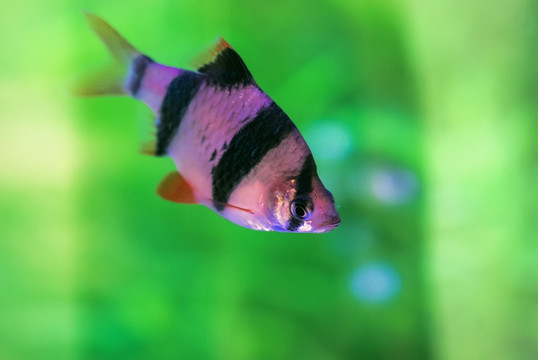 觀賞魚