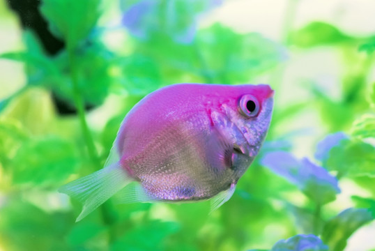 接吻魚