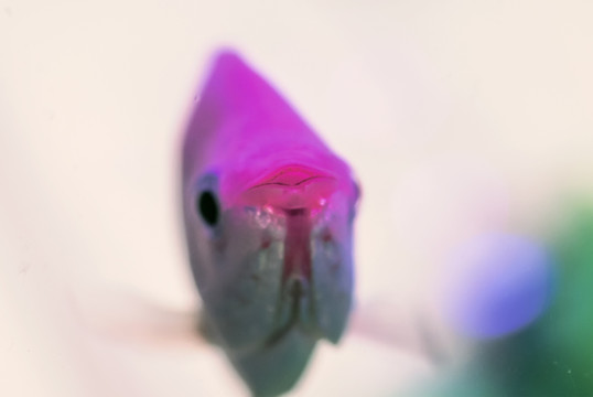 熱帶魚