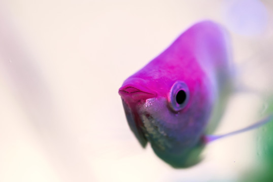 接吻魚