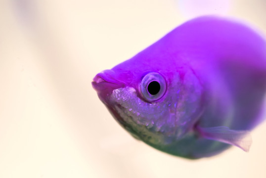 接吻魚