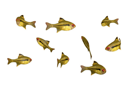 觀賞魚(yú)素材