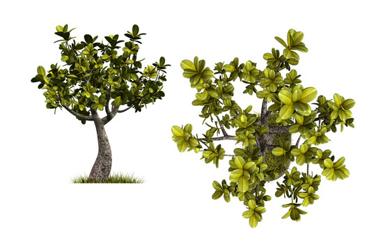 植物景觀 玉樹(shù)