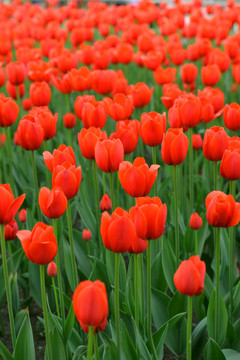 郁金香花海